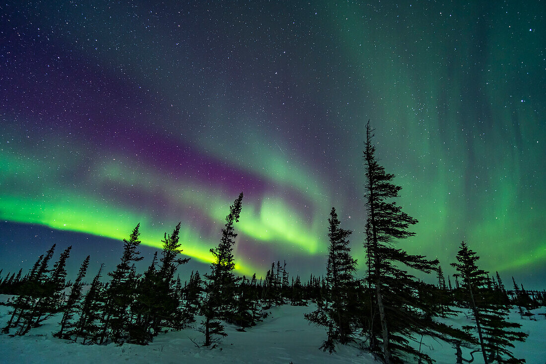 Ein farbenprächtiges Polarlicht über den windgeformten Bäumen des borealen subarktischen Waldes im Churchill Northern Studies Centre, 18. März 2020. Arcturus geht zwischen den beiden Bäumen rechts der Mitte auf.