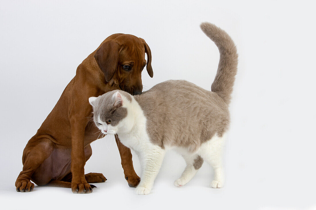 MALE LILAC AND WHITE BRITISH SHORTHAIR DOMESTIC CAT WITH A RHODESIAN RIDGEBACK 3 MONTHS OLD PUPPY