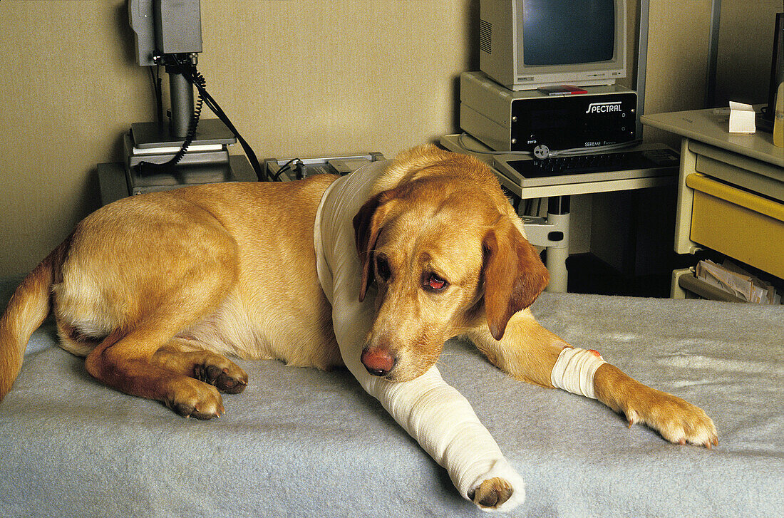 Hund beim Tierarzt mit einem Verband, Bein-Verletzung
