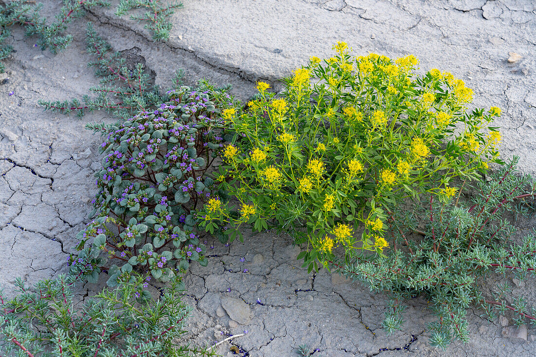 Palmer's Bee Plant & Low Scorpionweed blühen im rissigen Blue Gate Shale der Caineville Desert nahe Hanksville, Utah.