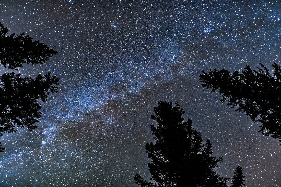 Kassiopeia fast über dem Kopf in einer Herbstnacht, inmitten der Kiefern am Athabasca Fall, Jasper National Park, Alberta. Die Andromedagalaxie ist oben, Perseus ist oben rechts und Cepheus und Cygnus unten links.