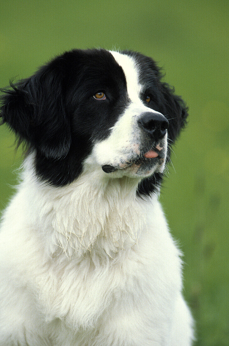Landseer Hund, Portrait einer Hündin