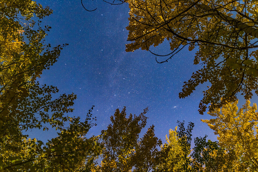 The autumn constellations of Cassiopeia (the W at lower centre) and Cepheus (at top) amid autumn aspens on a moonlit September evening. The Andromeda Galaxy, M31, is at lower right. I shot this from the Elbow Falls area in Kananaskis, Alberta. Illumination is from a waxing gibbous Moon.