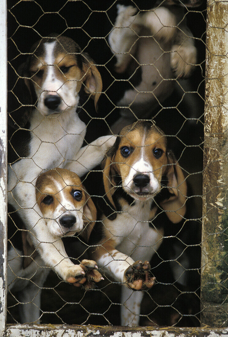 Great Anglo French Tricolour Hound, Pups in Kennel