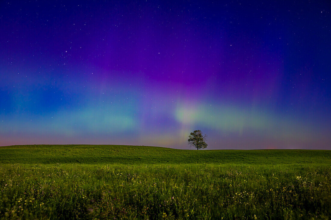 A subtle and pastel aurora borealis (Northern Lights) in the northeast, above a prairie meadow at "Lone Tree Hill". The foreground and sky are lit by a bright waxing gibbous Moon, a day before Full, shining in the south. This was just after midnight on July 11/12, 2022. The auroral curtains exhibit the usual green band and rays, though with shades of green visible, perhaps from hydrogen-beta proton emission as well as oxygen electron emission, but also upper altitude reds and purples and a faint blue tint at the very tops where the aurora is lit by the Sun. The aurora was never bright this nig