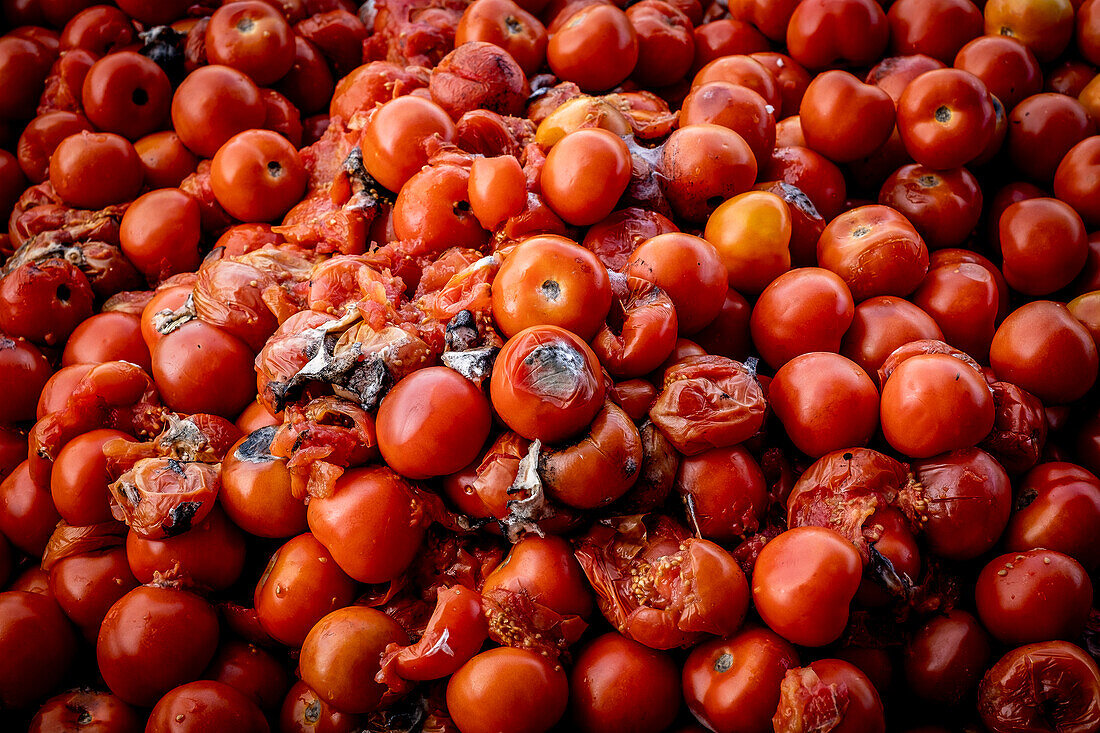 Abfälle, die im Rahmen des kommerziellen Vertriebskreislaufs anfallen. Tomaten in der Abteilung für Obst und Gemüse in Mercabarna. Barcelonas zentrale Märkte. Barcelona. Spanien