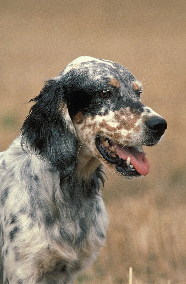English Setter Dog, Portrait of Adult