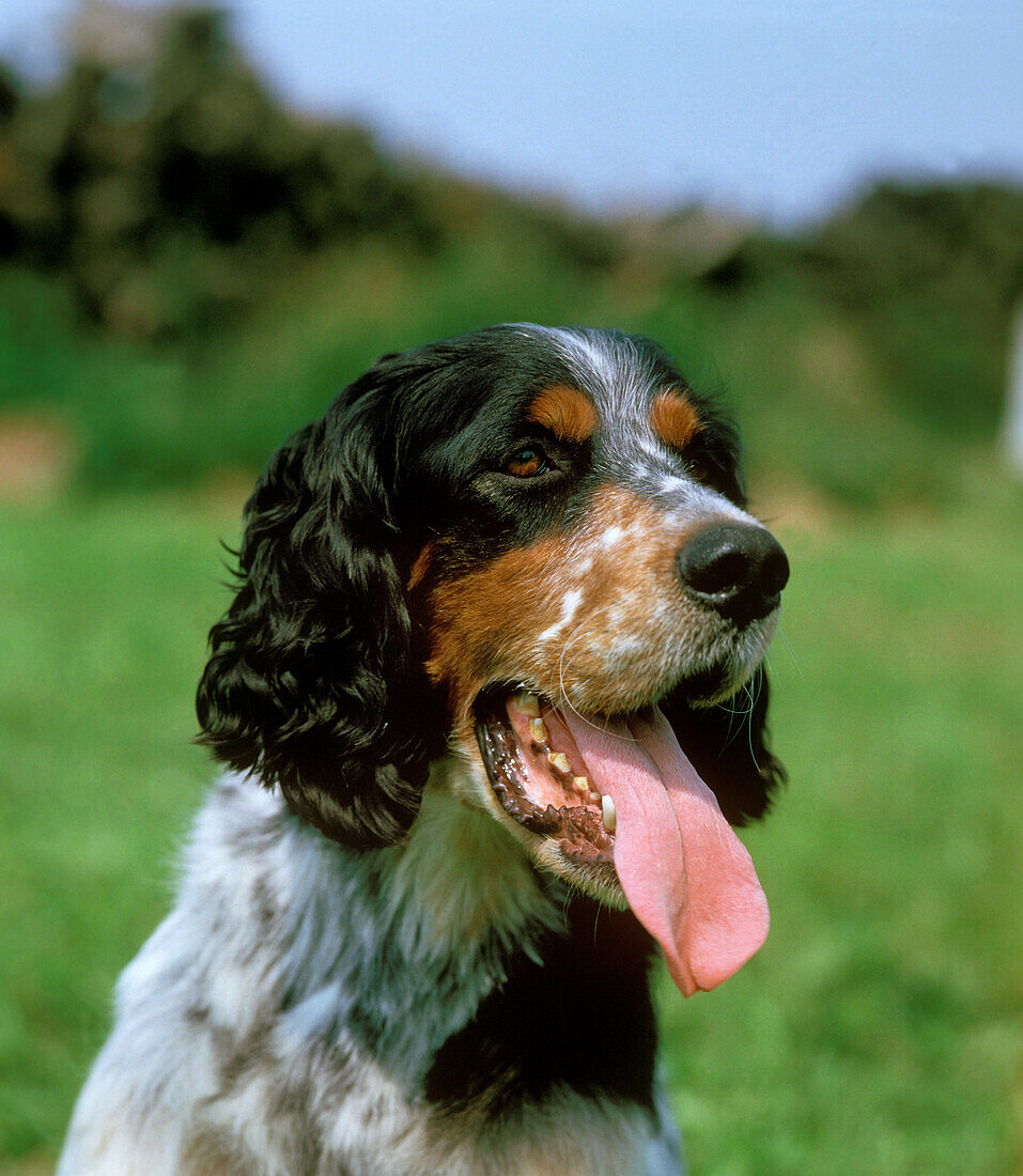 Portrait eines English Setter Hundes mit herausgestreckter Zunge