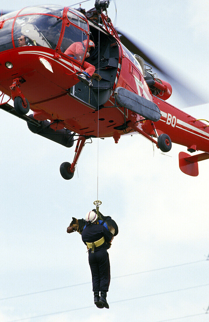 German Shepherd Dog during a Disaster Dog's Training
