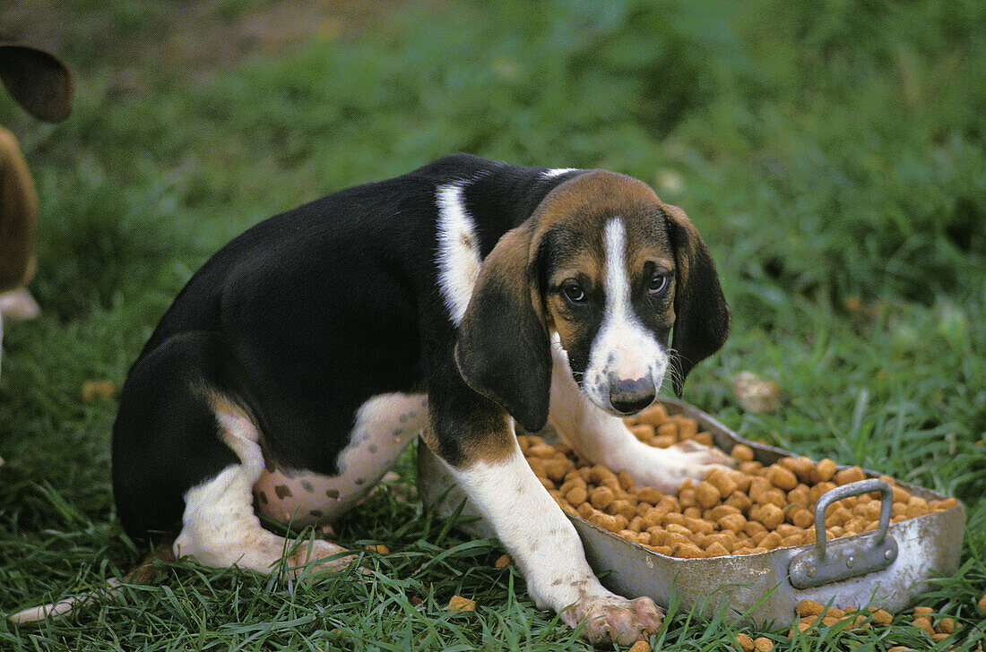 Großer Anglo-Französischer Tricolour-Hund, Welpe fressend