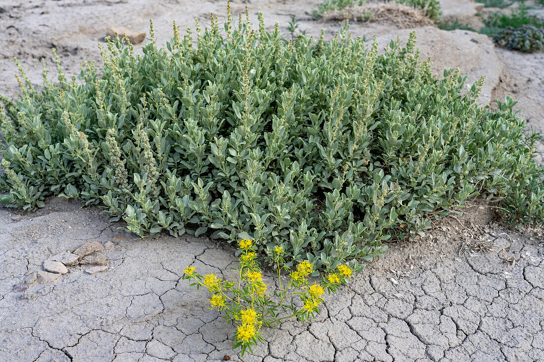 Palmer's Bee Plant & a Castle Valley Saltbush, Atriplex cuneata, in the Caineville Desert, Hanksville, Utah.