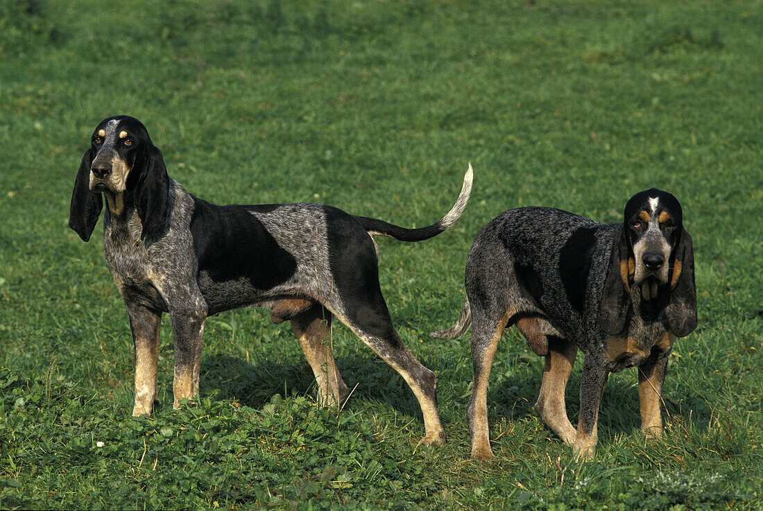 Kleiner blauer Gascogne-Hund, Hund auf Gras stehend