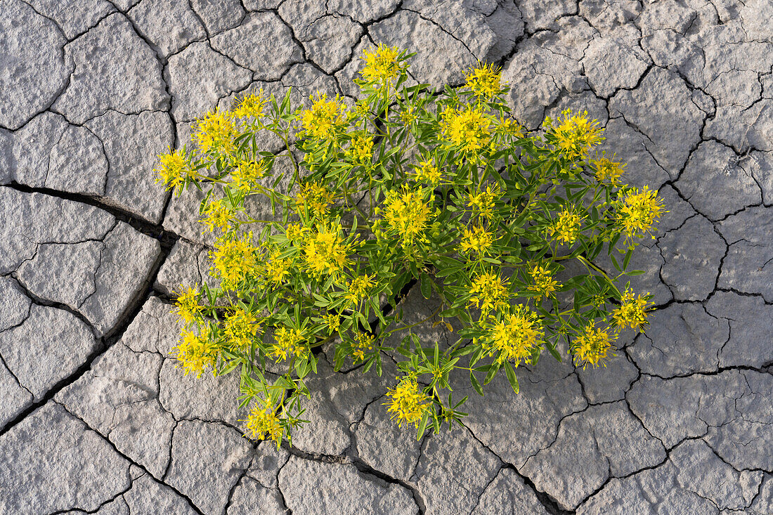 Palmer's Bee Plant, Cleomella palmeriana, in bloom in the Caineville Desert near Factory Butte, Hanksville, Utah.