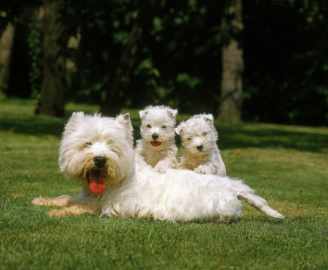 West Highland White Terrier oder Westy, Weibchen mit Welpe