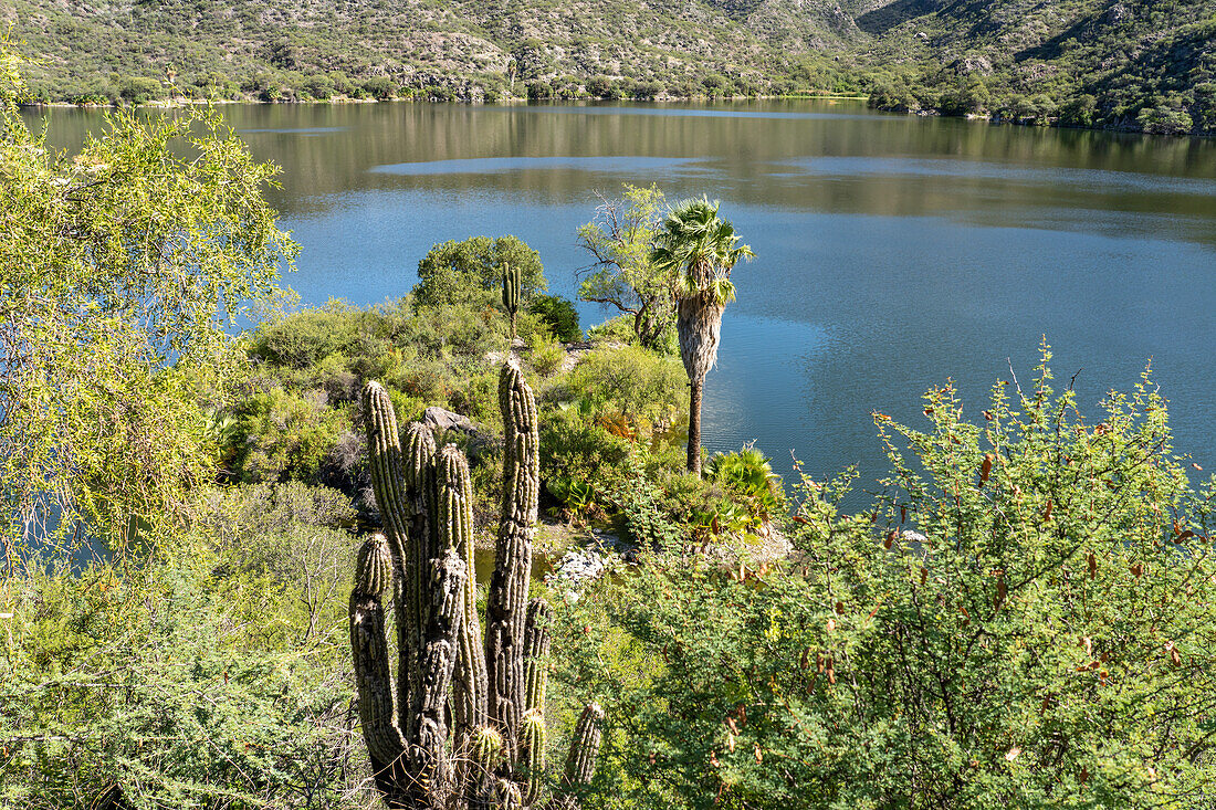 Cardon cactus, Trichocereus terscheckii, on the hillsides around a reservoir by Villa San Agustin in San Juan Province, Argentina.
