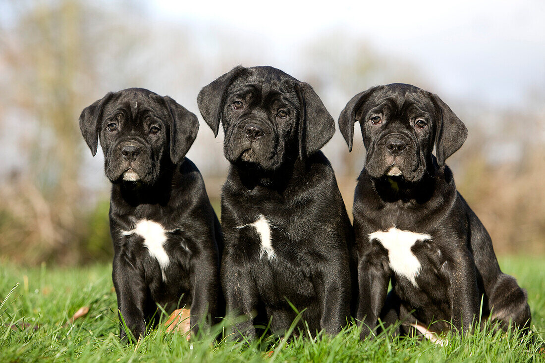 Cane Corso, a Dog Breed from Italy, Pups sitting on Grass
