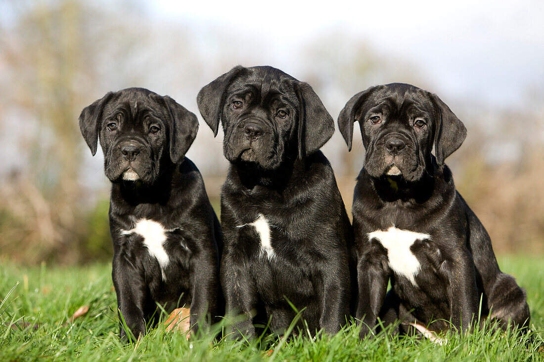 Cane Corso, eine Hunderasse aus Italien, Welpen sitzen auf Gras