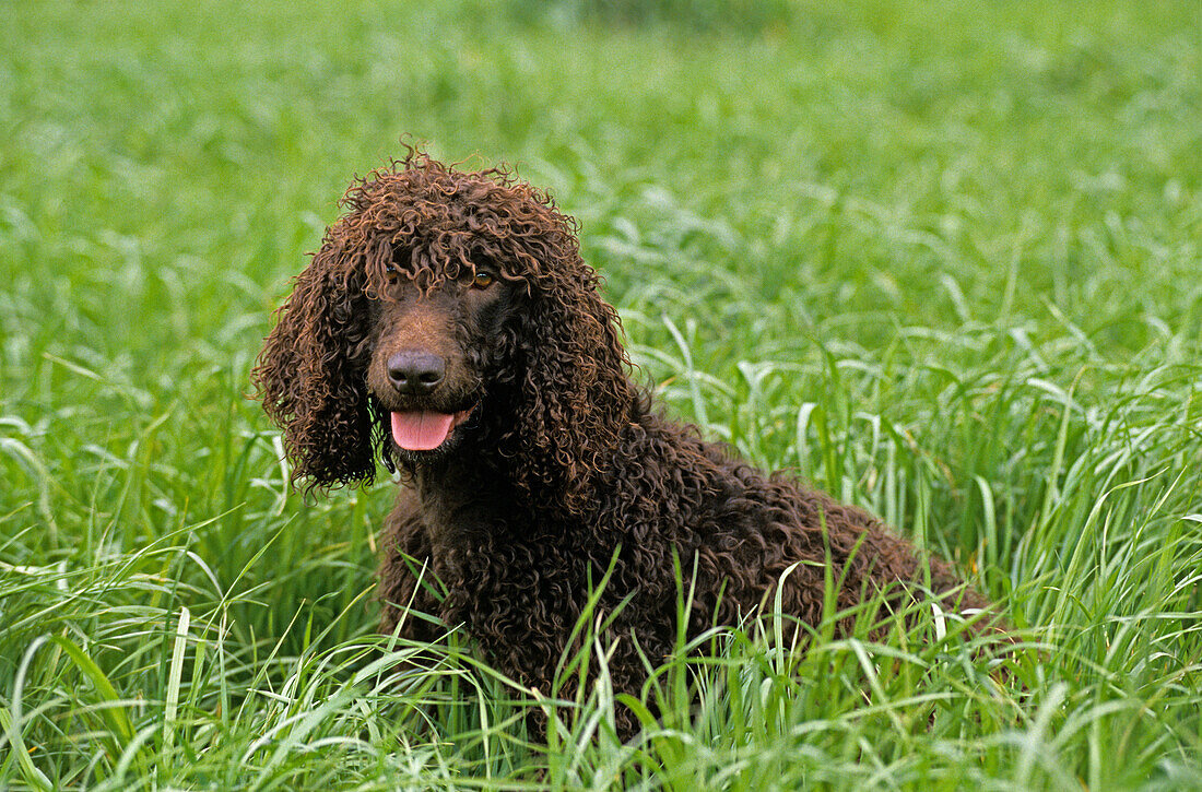 IRISH WATER SPANIEL, ADULT SITTING IN LONG GRASS