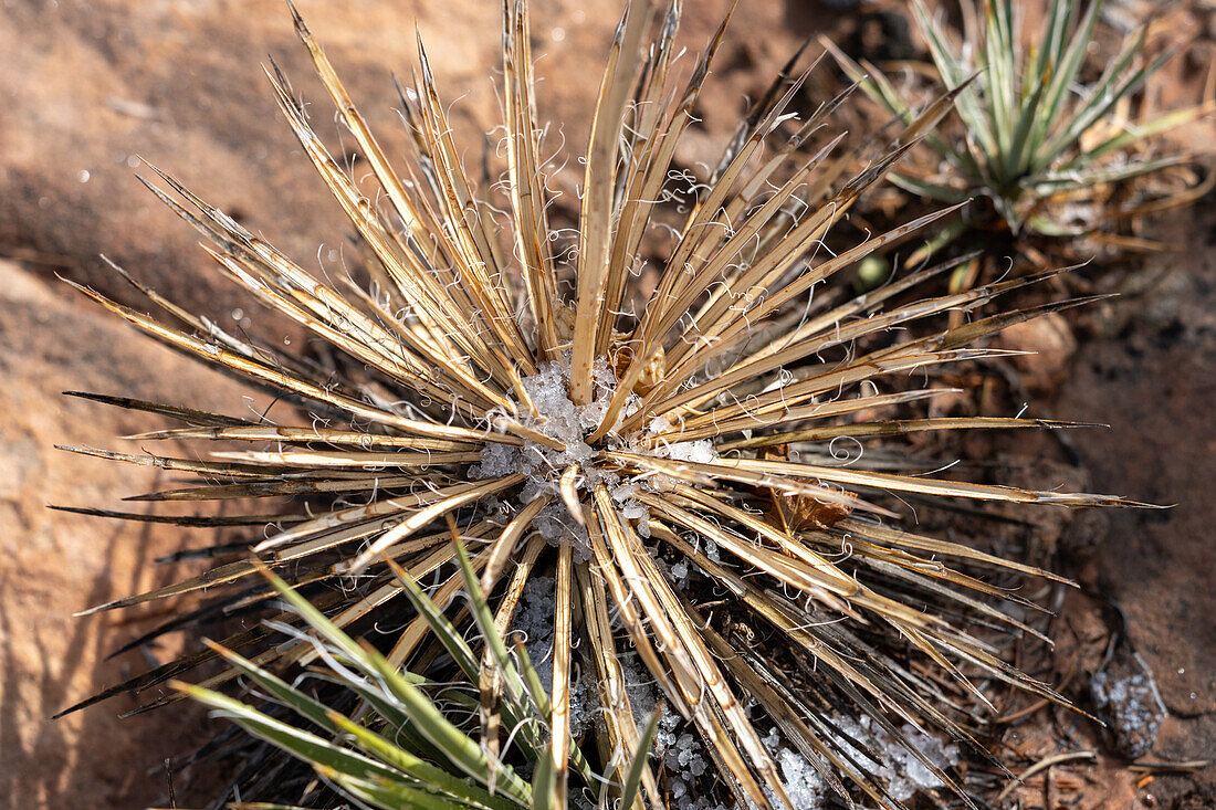 Harriman's Yucca, Yucca harrimaniae, with melting snow in the desert near Moab, Utah.