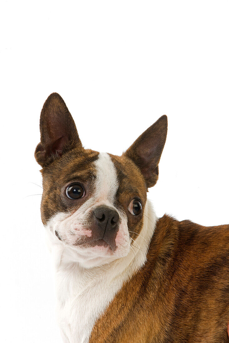 Boston Terrier Hund, Portrait vor weißem Hintergrund