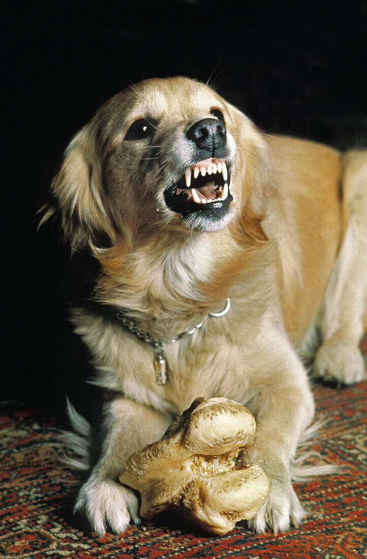 Hund mit Knochen in Verteidigungshaltung