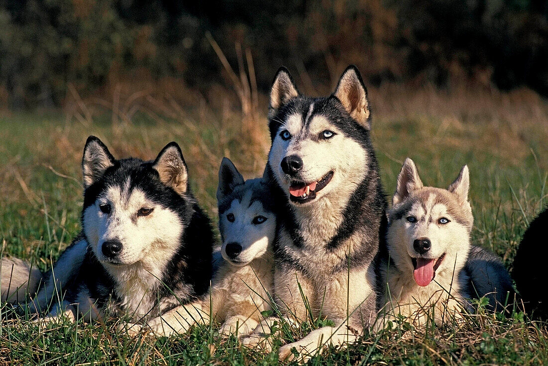 SIBERIAN HUSKY, ADULTS WITH YOUNGS LAYING DOWN ON GREEN