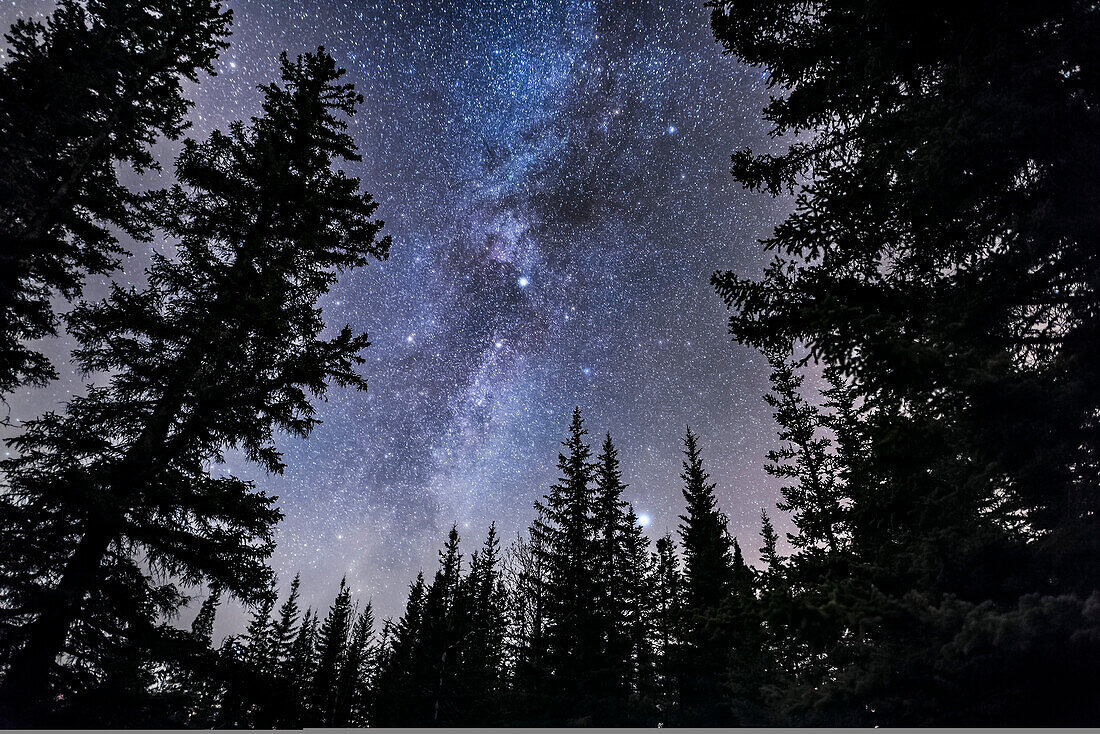 Cygnus oder das Nördliche Kreuz geht in einer späten Oktobernacht zwischen den Kiefern an den Athabasca Falls im Jasper National Park unter. Cepheus befindet sich darüber und der helle Stern Vega steht tief und knapp über den Bäumen. Deneb befindet sich in der Mitte, ebenso wie der Dunkelnebel Lynds 3, der Trichterwolkennebel. Leichte Wolken tragen zum natürlichen Leuchten der Sterne bei, verfärben aber auch den Himmel in der Nähe des Horizonts.