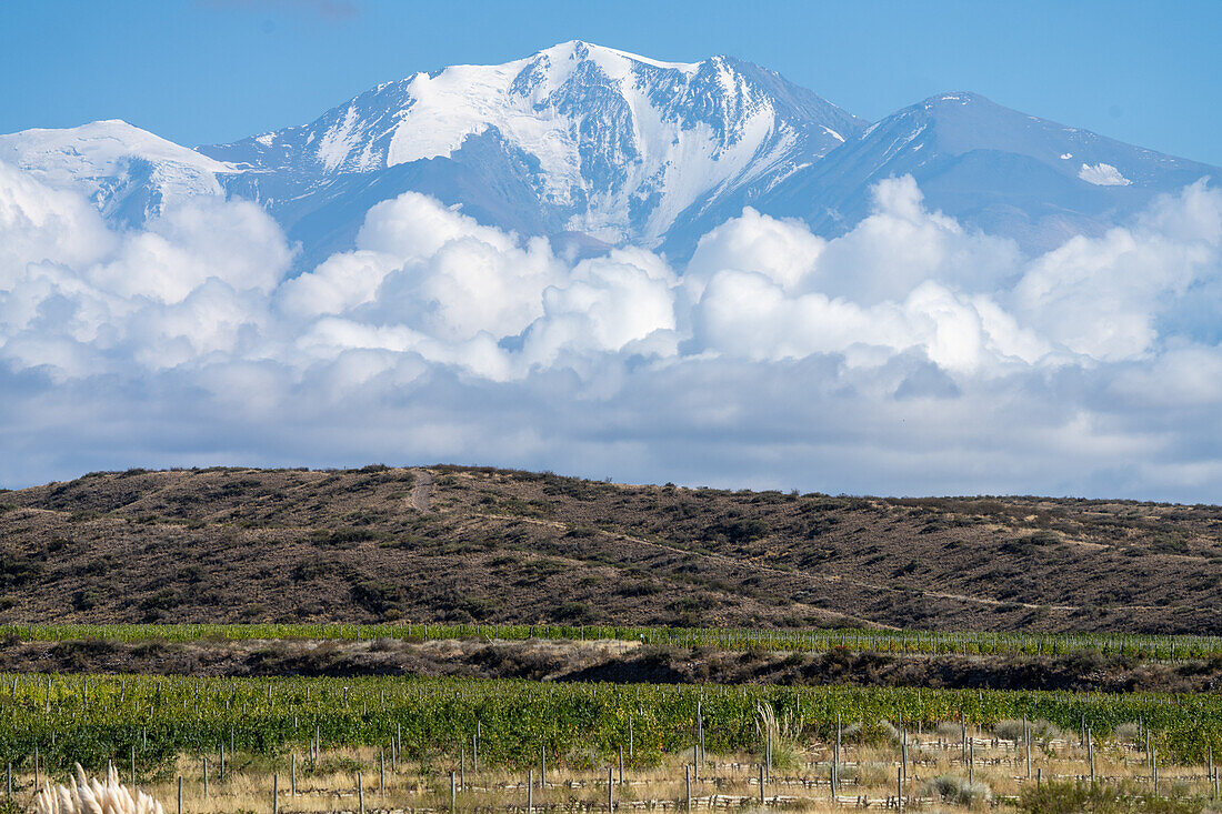 Grape vineyards with Cerro El Plata in the Andes Mountains behind. Near Tupungato, Mendoza Province, Argentina.