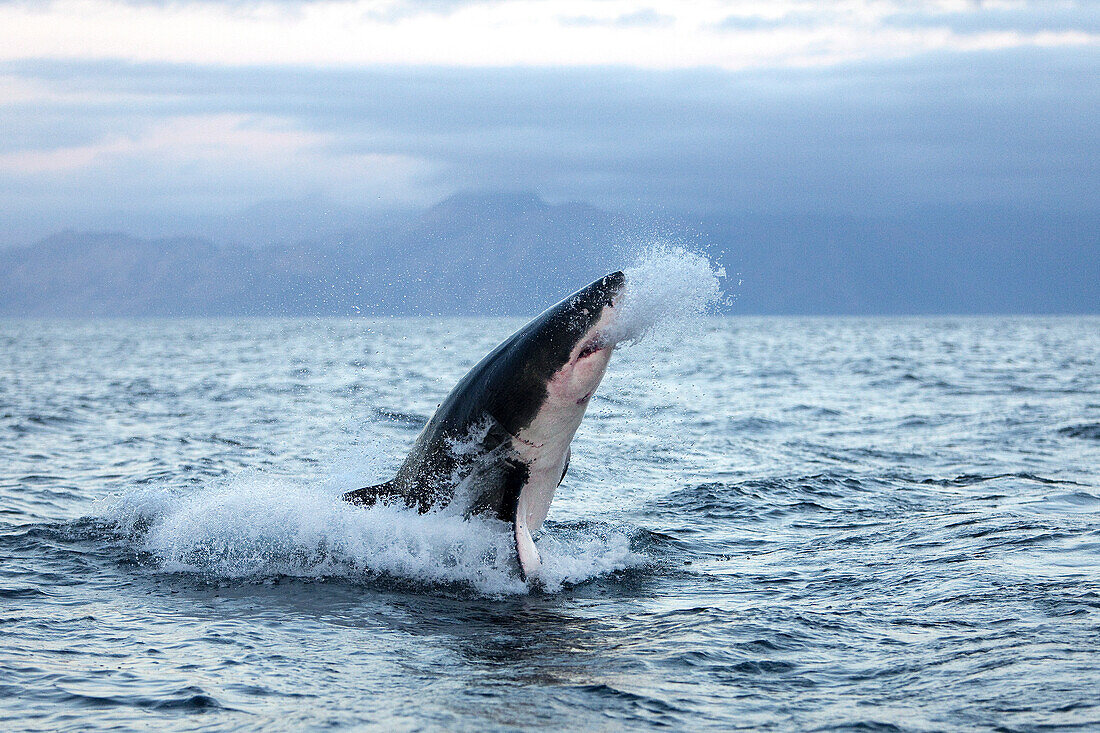 Great White Shark, carcharodon carcharias, Adult Breaching, False Bay in South Africa