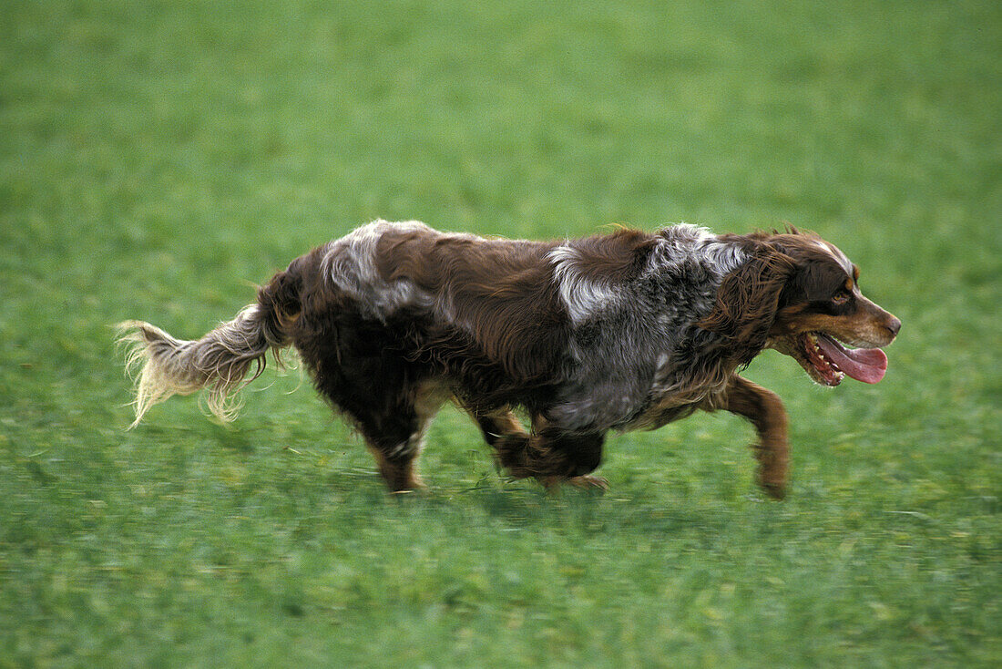 Picardie Spaniel Hund, eine französische Rasse, Hund läuft durch Feld