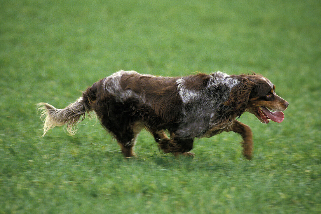 Picardy Spaniel Dog, a French Breed, Dog running through Field