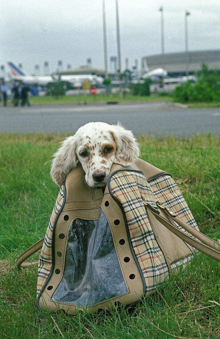 Hund in Transporttasche auf dem Flughafen