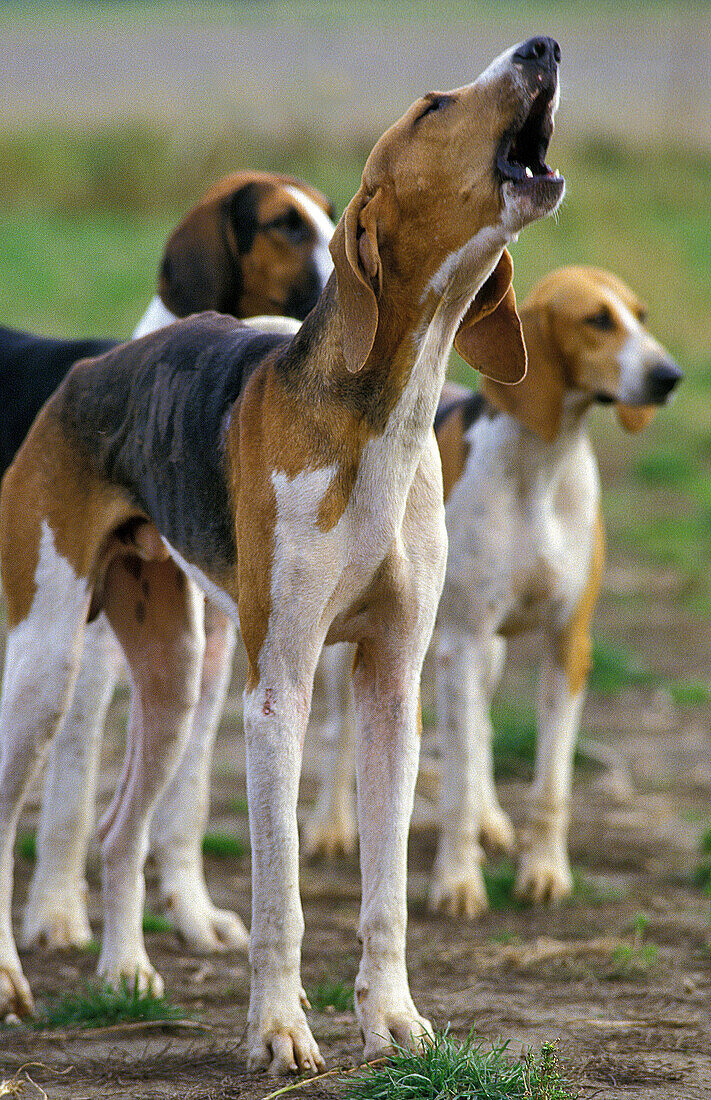 Großer Anglo-Französischer Dreifarbenhund, erwachsen, kläffend