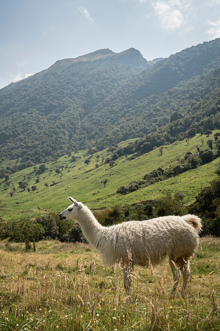 Llama, Termas de Papallacta, Napo, Ecuador, Südamerika