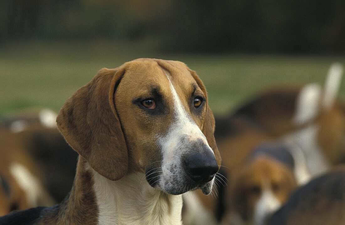 Poitevin-Hund