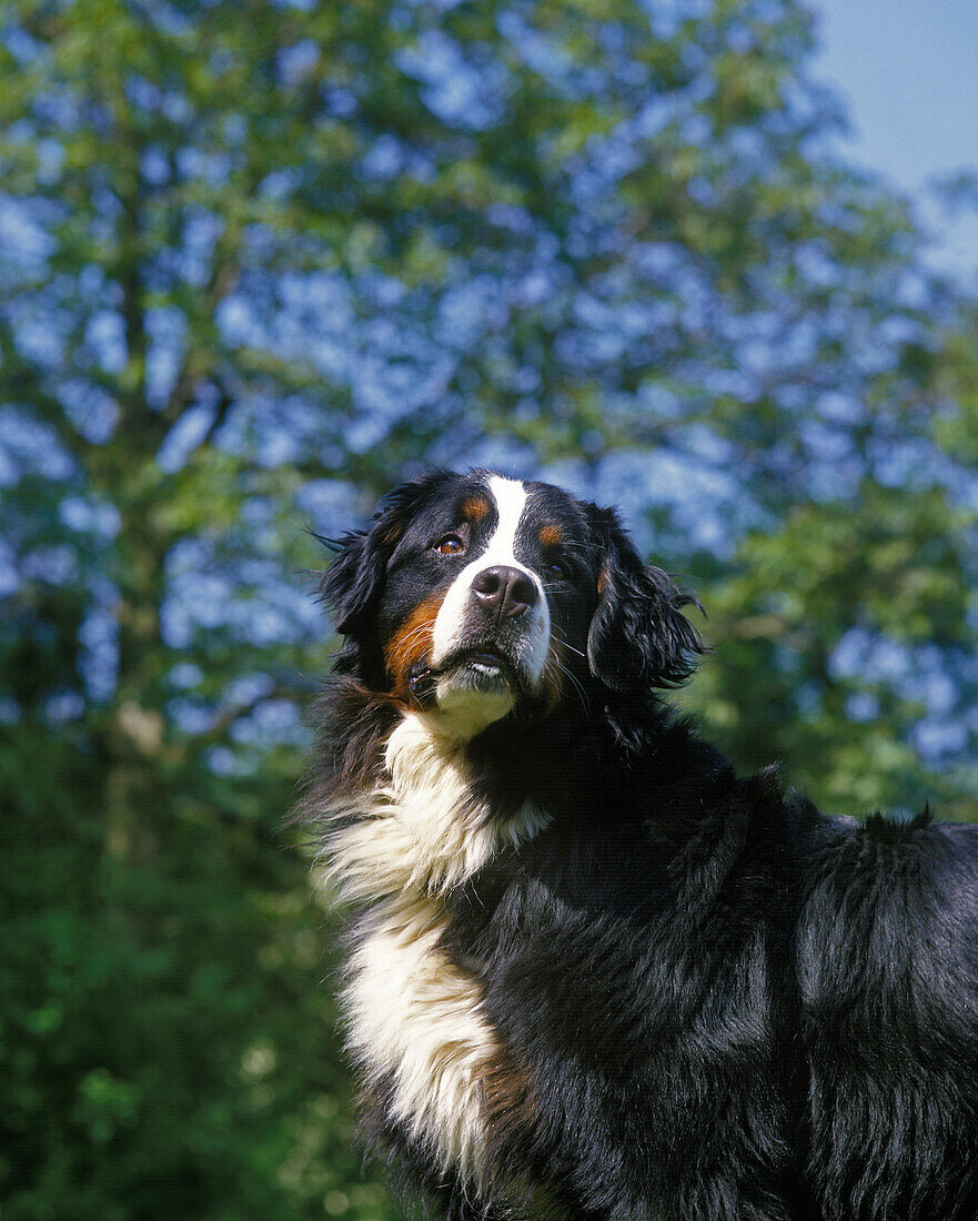 Bernese Mountain Dog