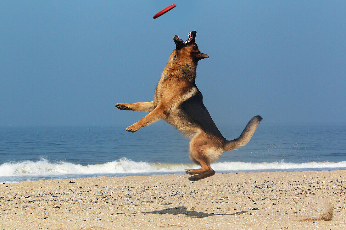Deutscher Schäferhund, Rüde, Frisbee fangend, Strand in der Normandie
