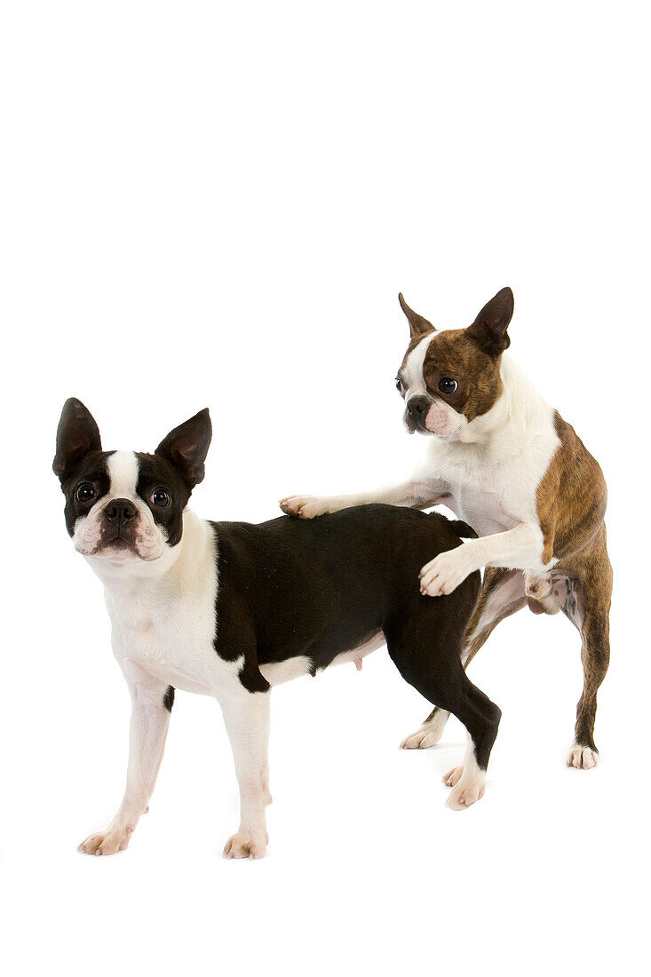 Boston Terrier Hund, Paar, das sich vor weißem Hintergrund paart