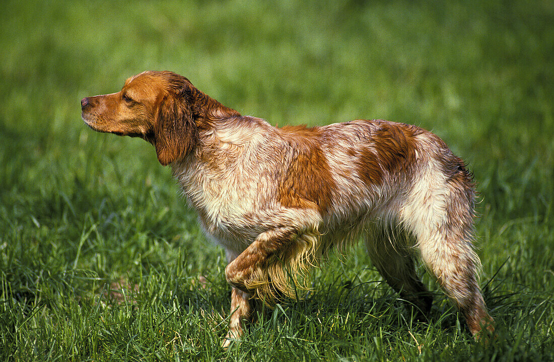 Britanny Spaniel, Vorstehhund