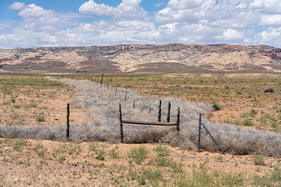 Abgestorbene Tumbleweeds, Russische Distel, an einer Zaunlinie einer Ranch in der San Rafael Wüste in Utah gefangen. Dahinter liegt das San Rafael Reef.