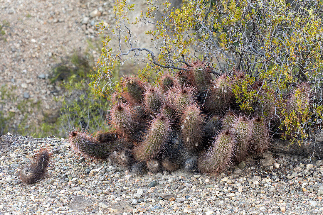 Ein Trichocereus strigosus Kaktus im Ischigualasto Provincial Park in der Provinz San Juan, Argentinien.