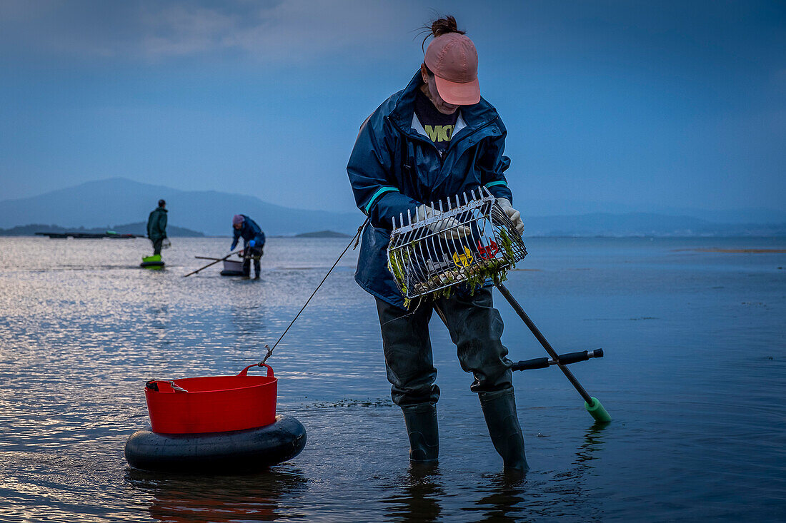 Shellfishing, workers collecting shellfish at the Arenal beach in the Ria of Arosa, in Pobra do Caraminal, Spain