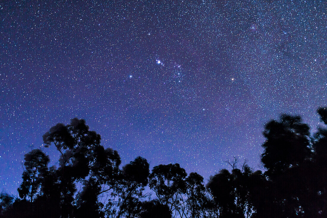 Orion im tiefen Dämmerungshimmel mit vielen Sternen, aber immer noch tiefblauem Himmel, von Australien aus mit Orion auf dem Kopf. Die in Australien beliebte Saucepan-Sterngruppe ist hier zu sehen, bestehend aus den Gürtelsternen und Sternen im Schwert und dem Stern links neben dem untersten Stern im Gürtel.