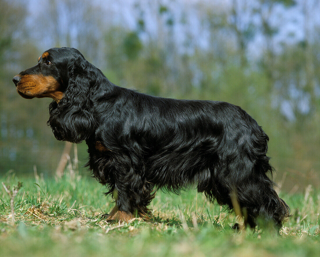 English Cocker Spaniel standing on Grass