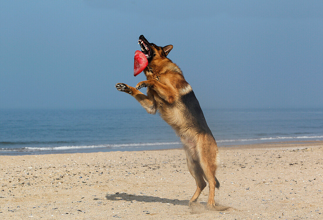 German Shepherd, Male catching frisbee, beach in Normandy