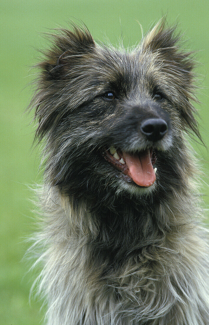 Pyrenean Shepherd or Pyrenean Sheepdog, Portrait of Adult