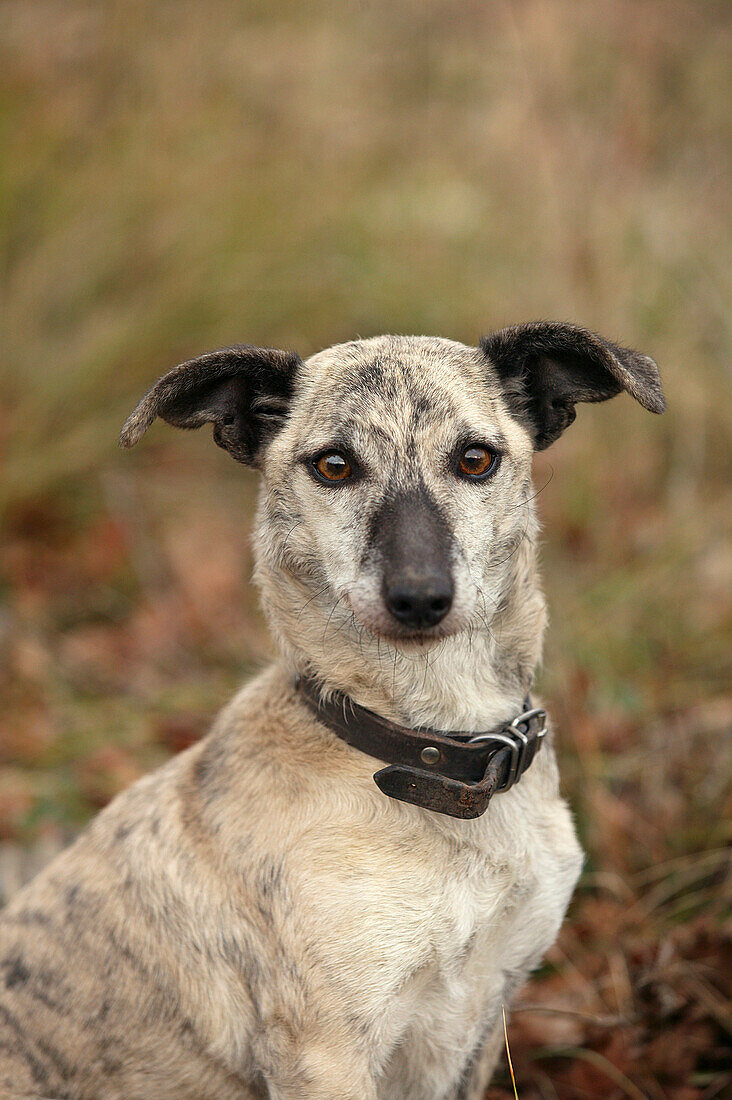 DOMESTIC DOG , FEMALE WEARING COLLAR