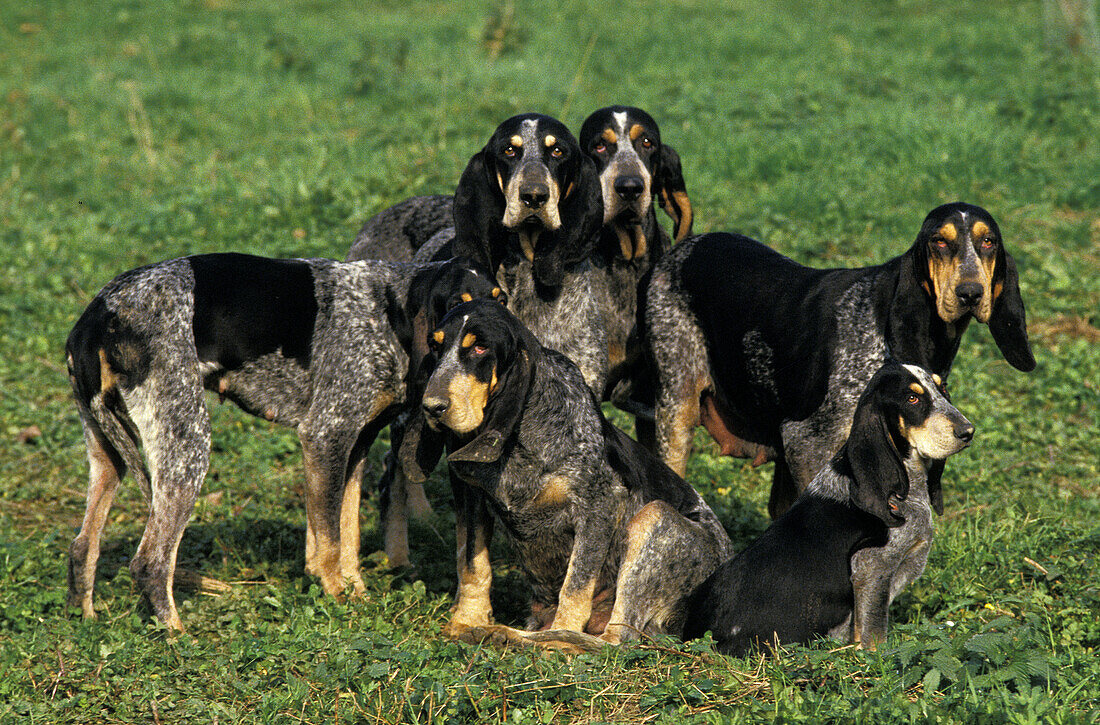 Kleiner blauer Gascogne-Hund, Hund auf Gras stehend