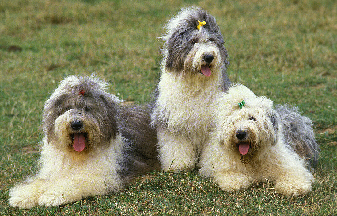 Bobtail Dog oder Old English Sheepdog, Erwachsener auf Gras liegend