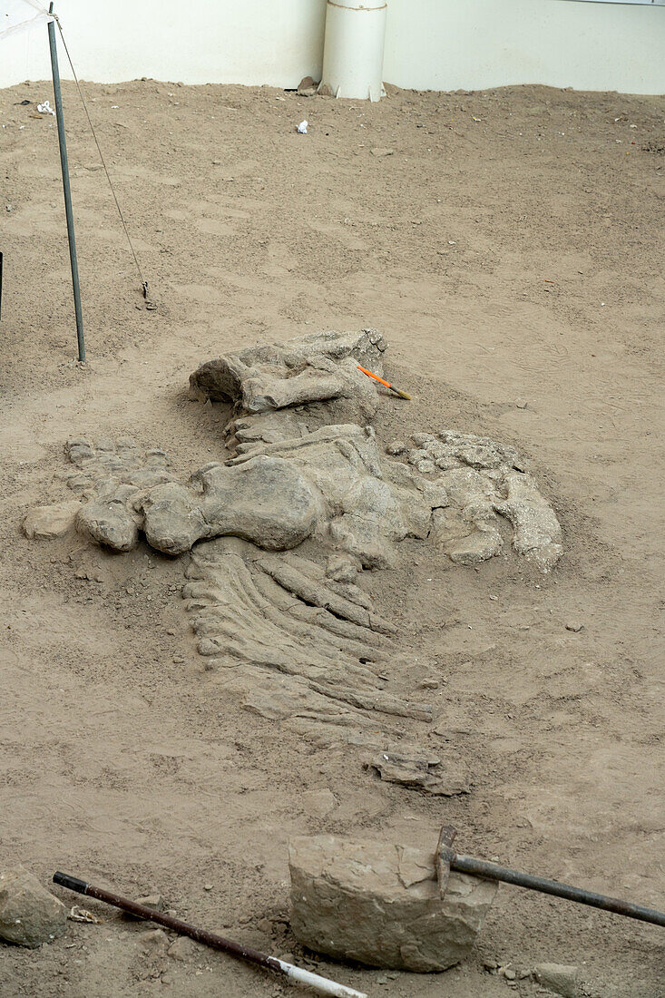Tatsächliche Dinosaurierknochen in einer Rekonstruktion eines Dinosaurier-Ausgrabungslagers im William Sill Museum im Ischigualasto Provincial Park, Argentinien.